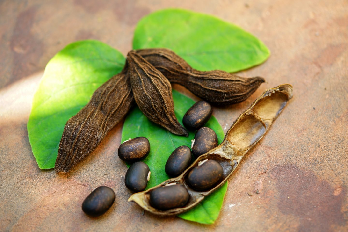 Mucuna pruriens: A Potent Mood Enhancer
