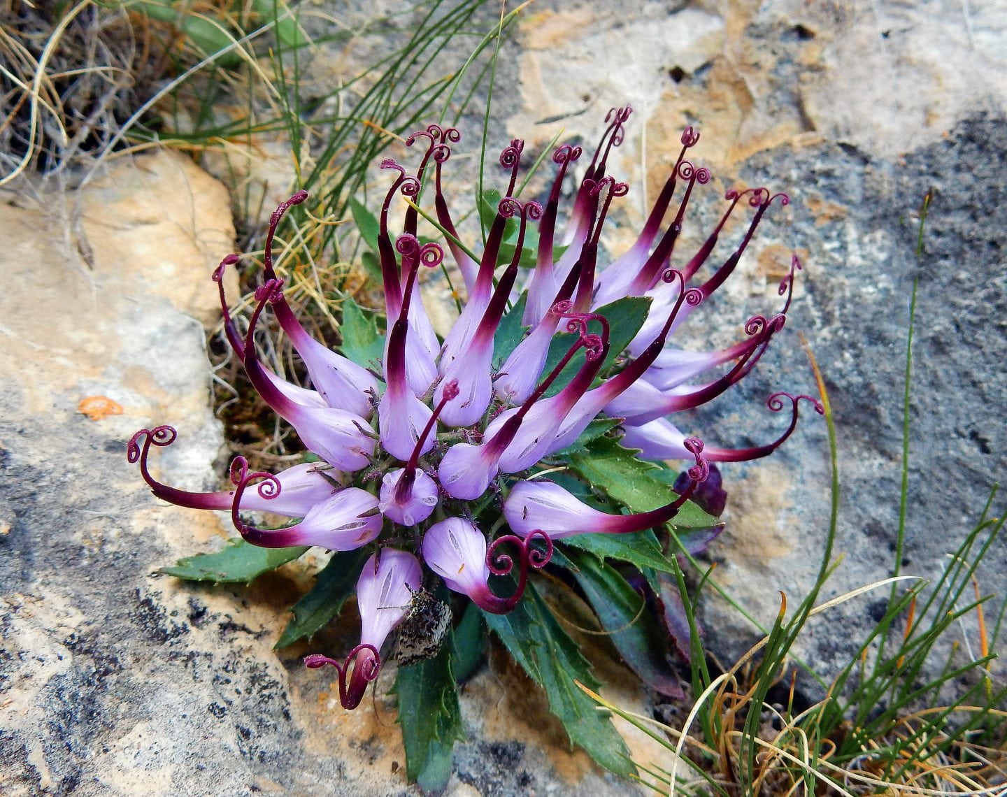 Devil’s Claw Provides Natural Relief from Pain and Inflammation