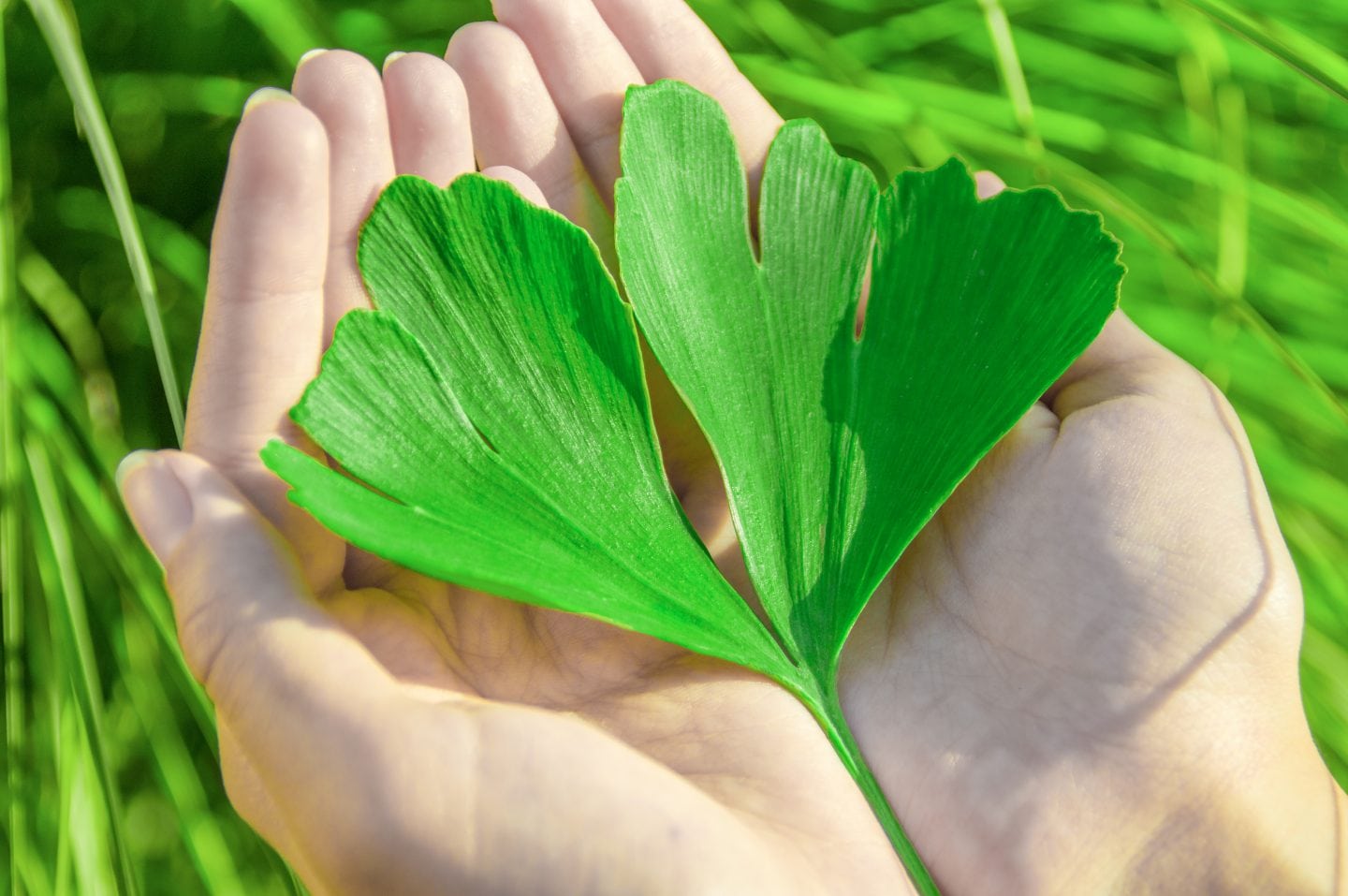 Ginkgo Biloba: Increase Your Mental Clarity and Performance